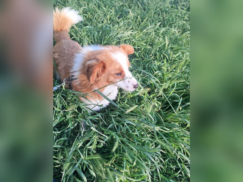 Benji, kleiner Hundemann auf der Suche nach dem Glück