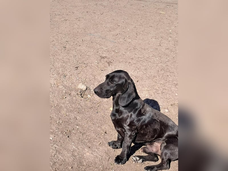 Louis, klein, schwarz, zutraulich sucht sein Zuhause