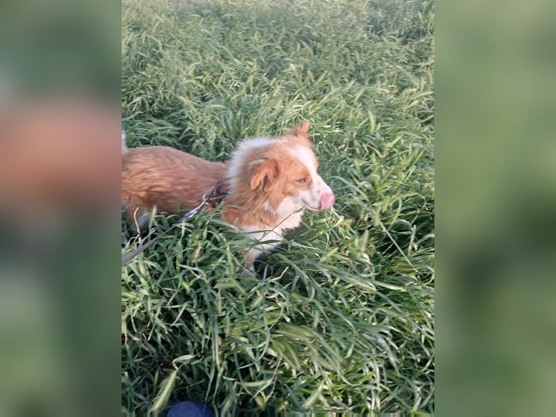 Benji, kleiner Hundemann auf der Suche nach dem Glück