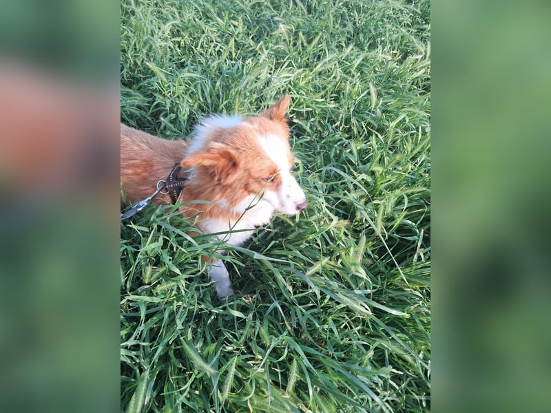 Benji, kleiner Hundemann auf der Suche nach dem Glück