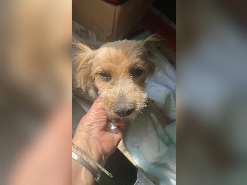 Bobita - mit 13 Jahren soll sein Leben endlich beginnen
