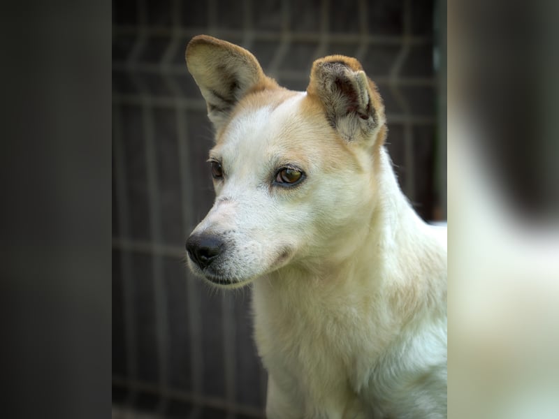 Anela - ihr Leben war die Hölle