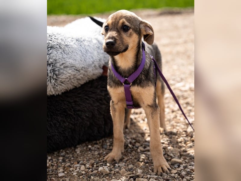 Galina sucht ihr Für-Immer-Zuhause!