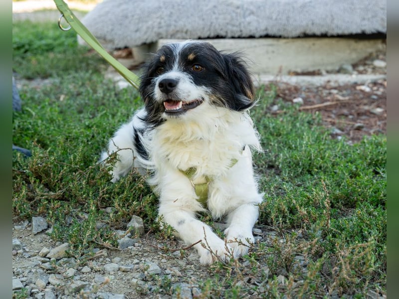 Maglino sucht sein für immer zu Hause...