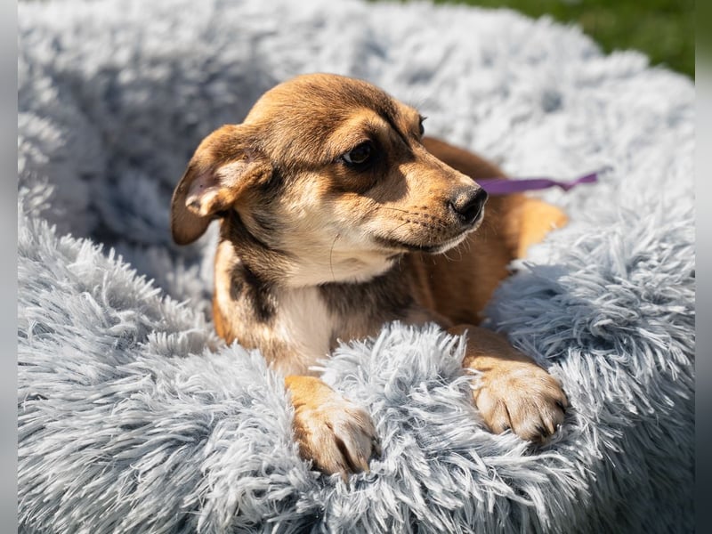 Anabella unser Herzenshund...