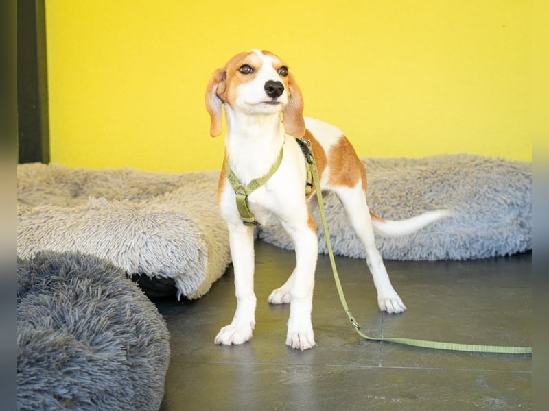 Narami sucht liebevolles Zuhause...