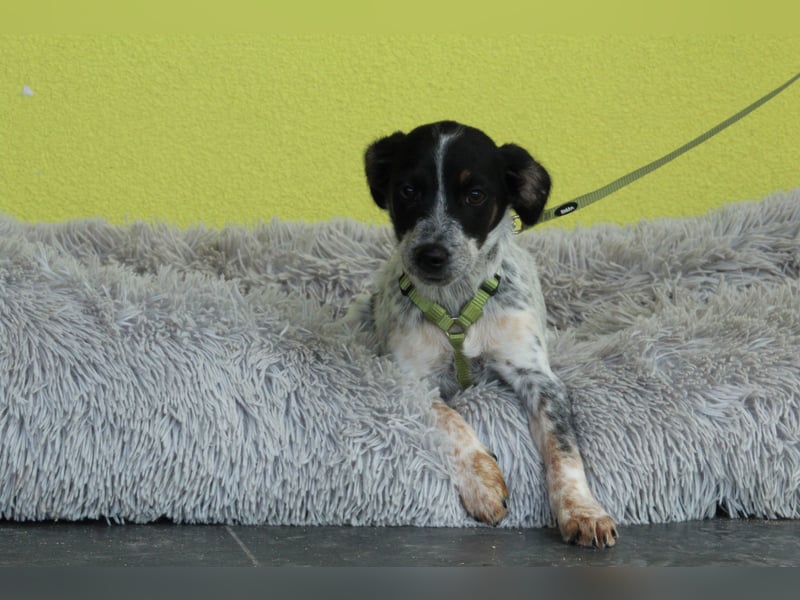 Neyo - ein Traum von Hund...