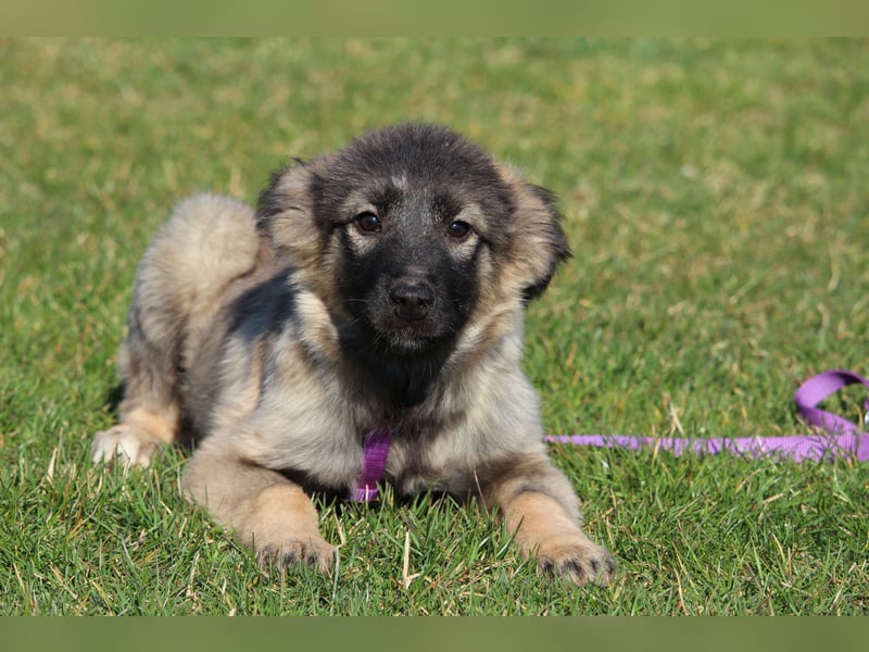 Adina sucht ihr zu Hause..