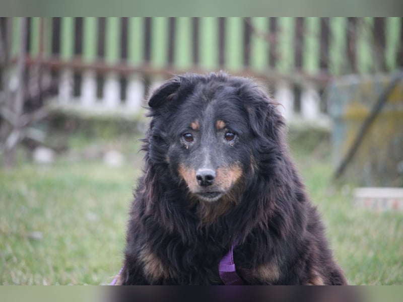 Wer schenkt HOLLY ein wunderschönes Zuhause....