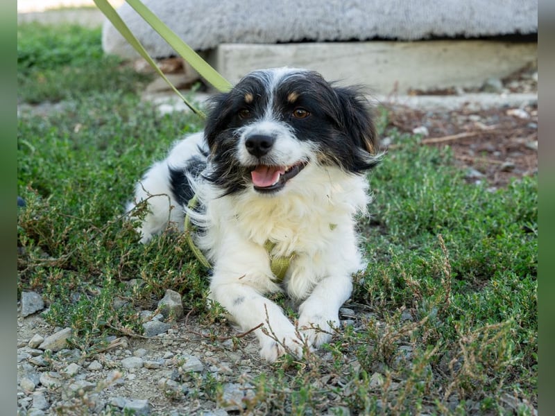 Maglino sucht sein für immer zu Hause...