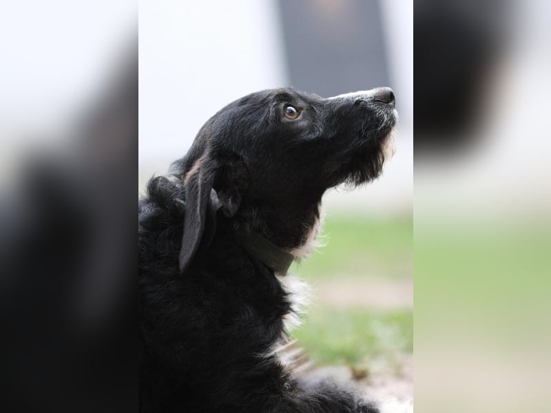 Yasko sucht liebevolle Familie....