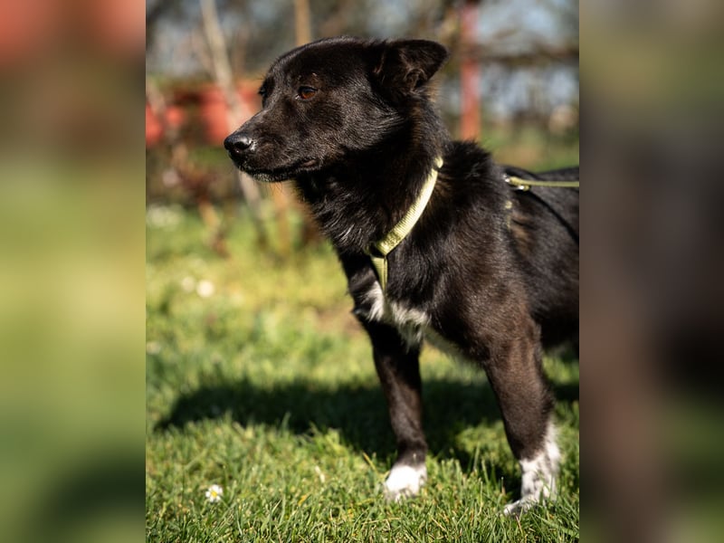 Merino – ein Lächeln, das Herzen öffnet