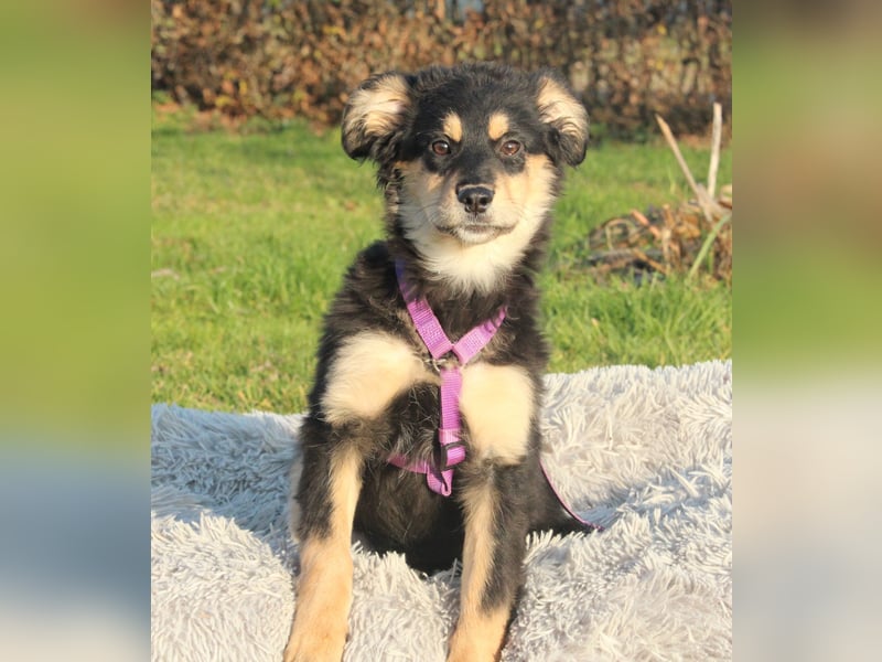 Nirella sucht liebevolle Familie....