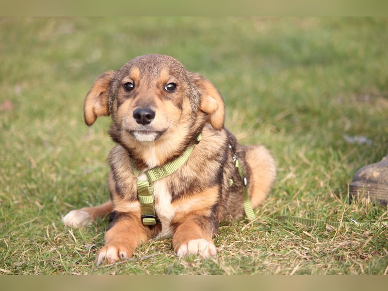 Nayo sucht ein liebevolles Zuhause fürs Leben