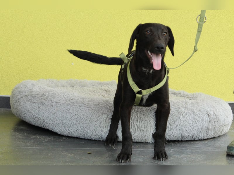 Relino sucht sein Glück....