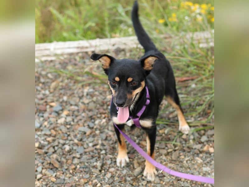PENNY – Hundedame sucht ihr Glück