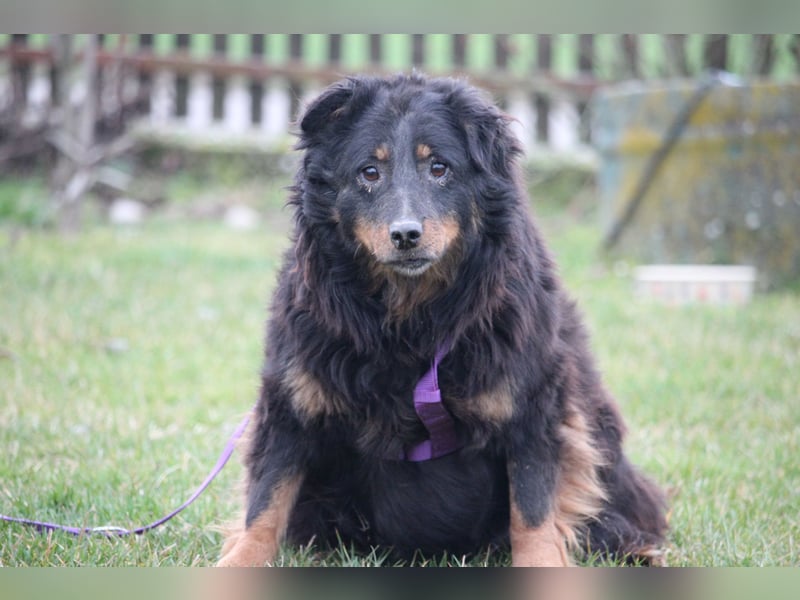 Wer schenkt HOLLY ein wunderschönes Zuhause....