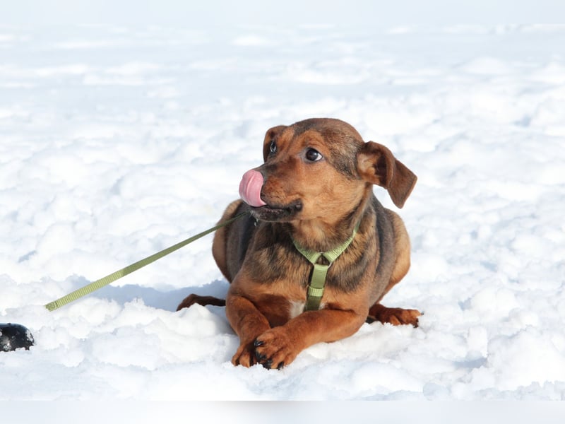 Jando möchte sein Herz verschenken...