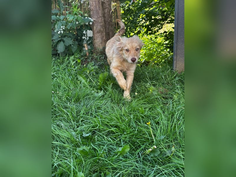 Merlin unser kleiner Prinz ...