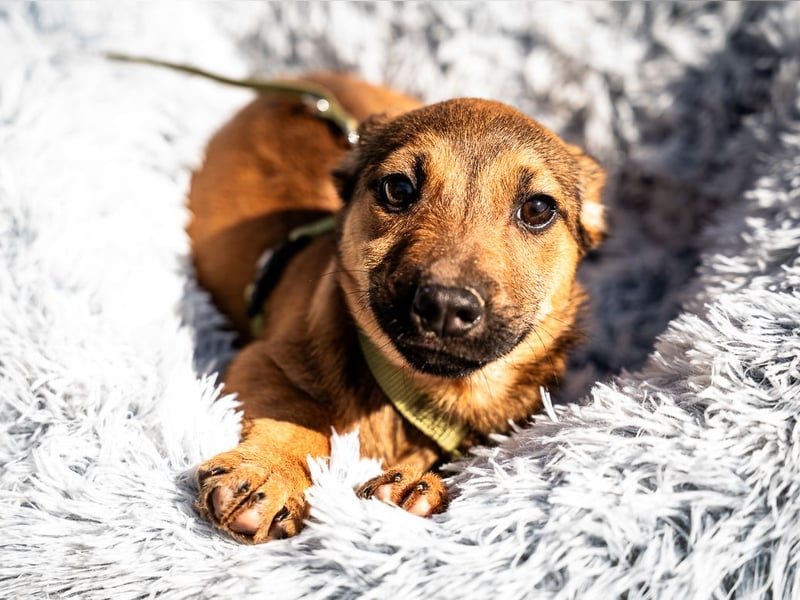 Mikado möchte endlich ankommen....