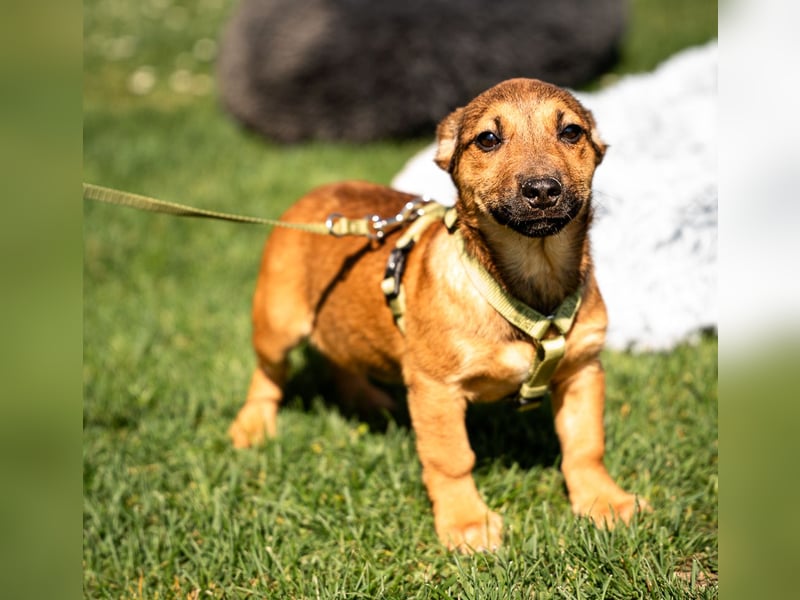 Mikado möchte endlich ankommen....