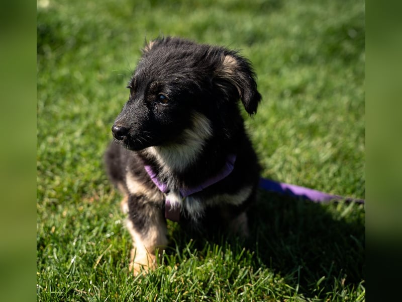 Perla sucht liebevolle Familie....