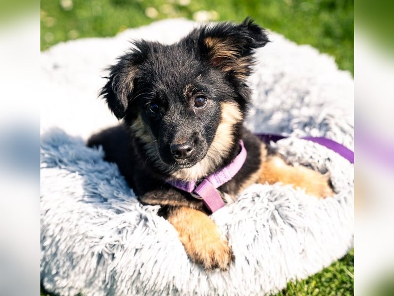 Perla sucht liebevolle Familie....