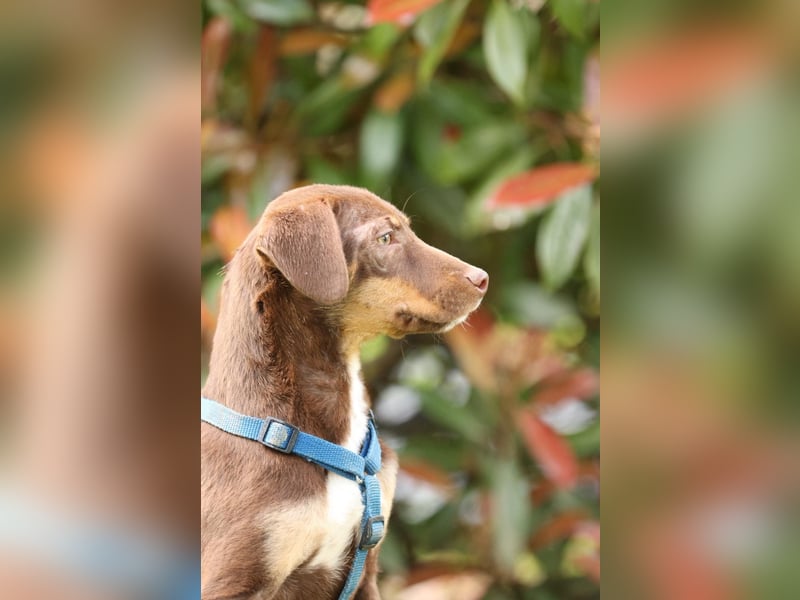 liebenswerte kleine - Linda