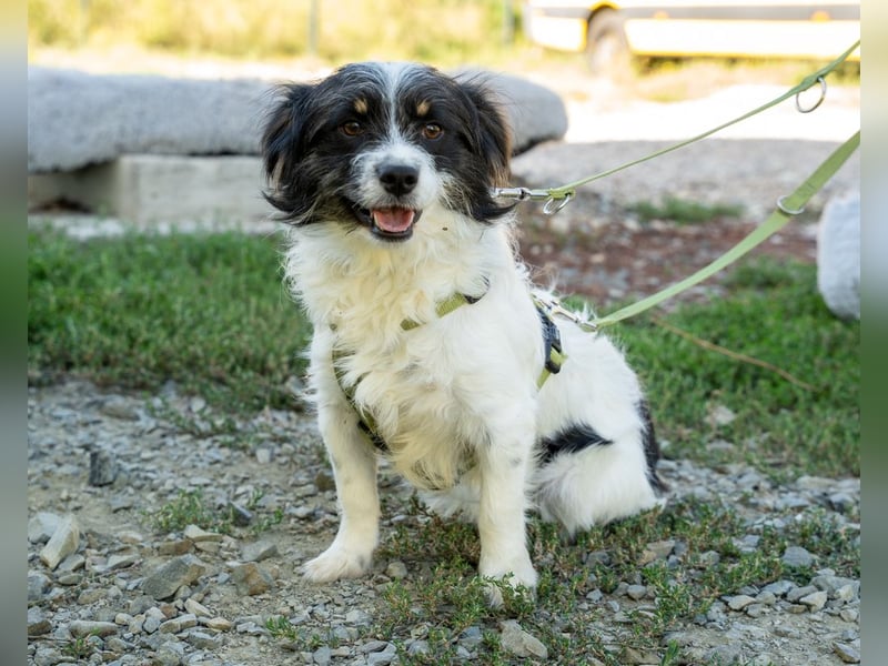 Maglino sucht sein für immer zu Hause...