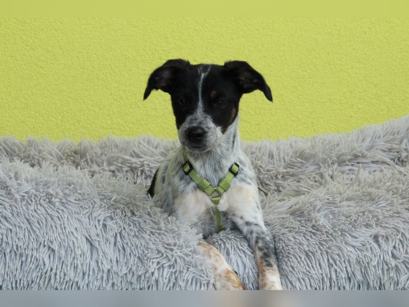Neyo - ein Traum von Hund...