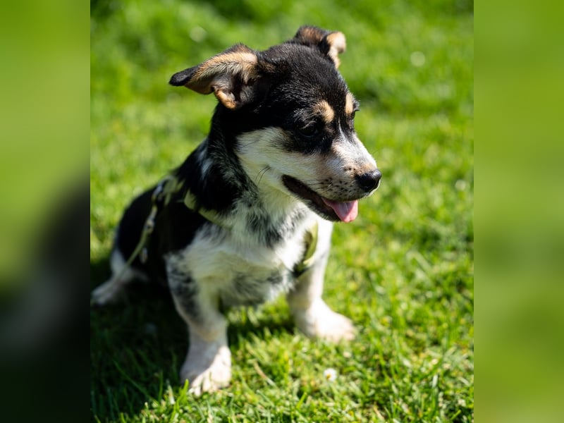 Alessio – ein kleines Herz auf vier Pfoten