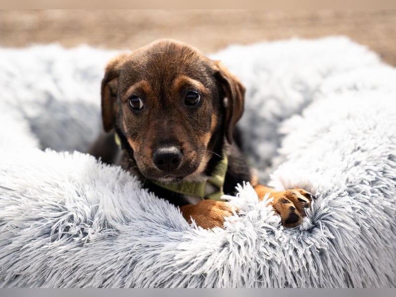 Ein großes Herz namens Elmino...