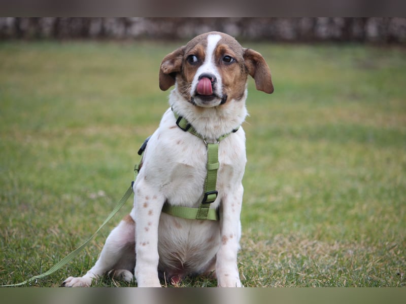 Delino – eine sanfte kleine Seele sucht sein Glück