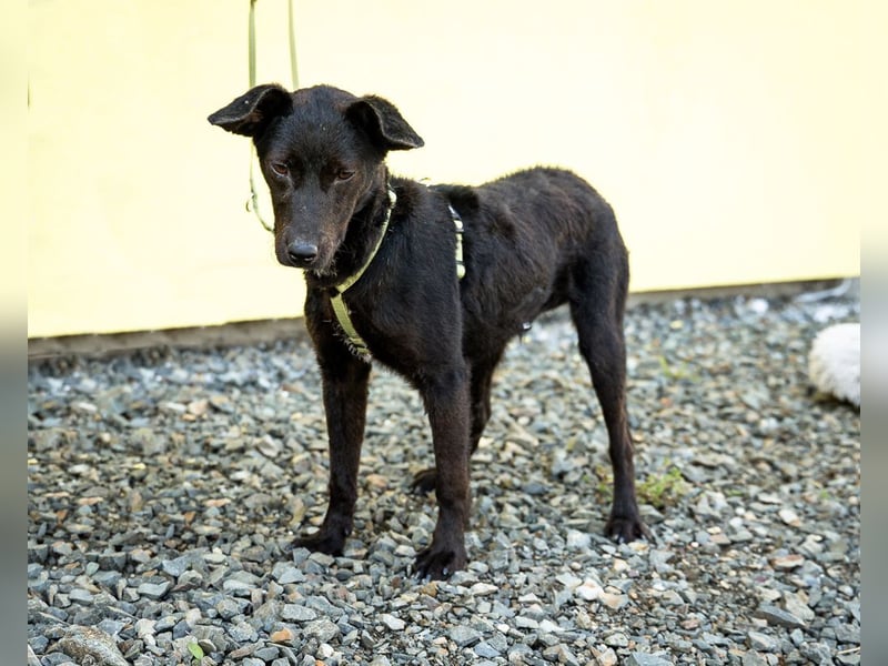 Taro sucht liebevolle Familie...