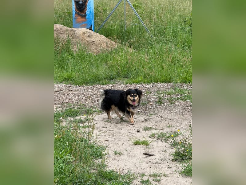 Cosima sucht ihr Für immer Zuhause