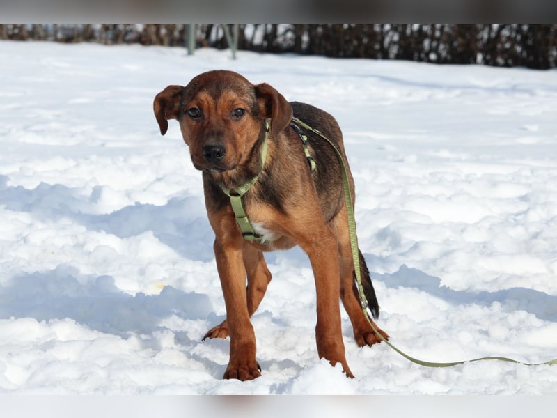 Jando möchte sein Herz verschenken...