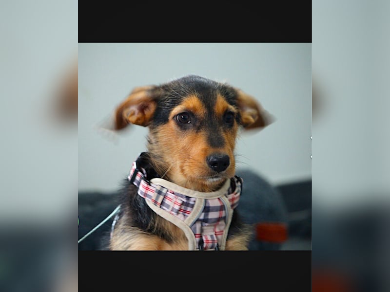 Laika sucht ihren Seelenverwandten...