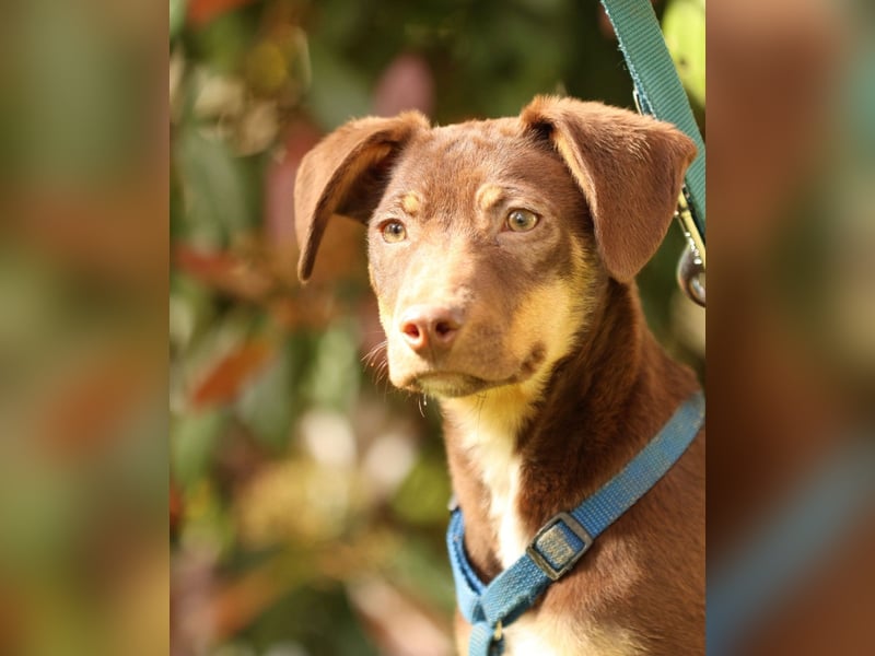 liebenswerte kleine - Linda