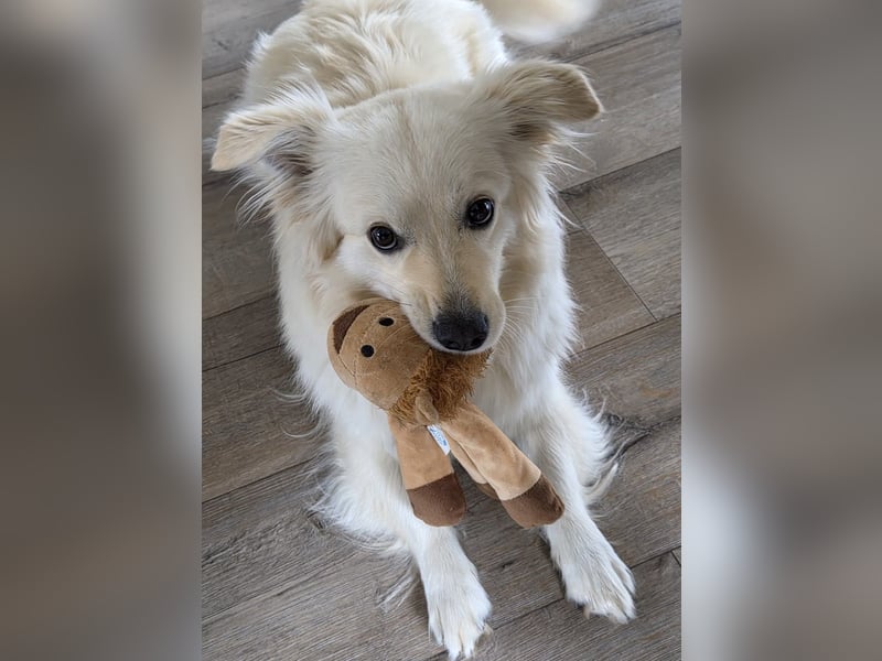 Romy kleine Herzenshündin möchte endlich ankommen