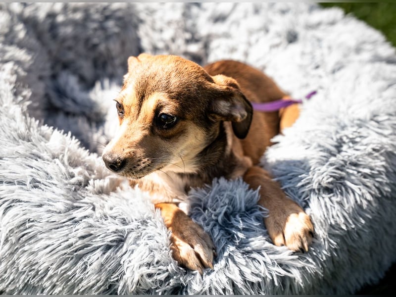 Anabella unser Herzenshund...