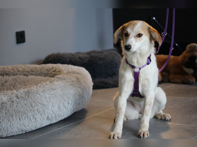 Rumi sucht ihre Lieblingsmenschen...