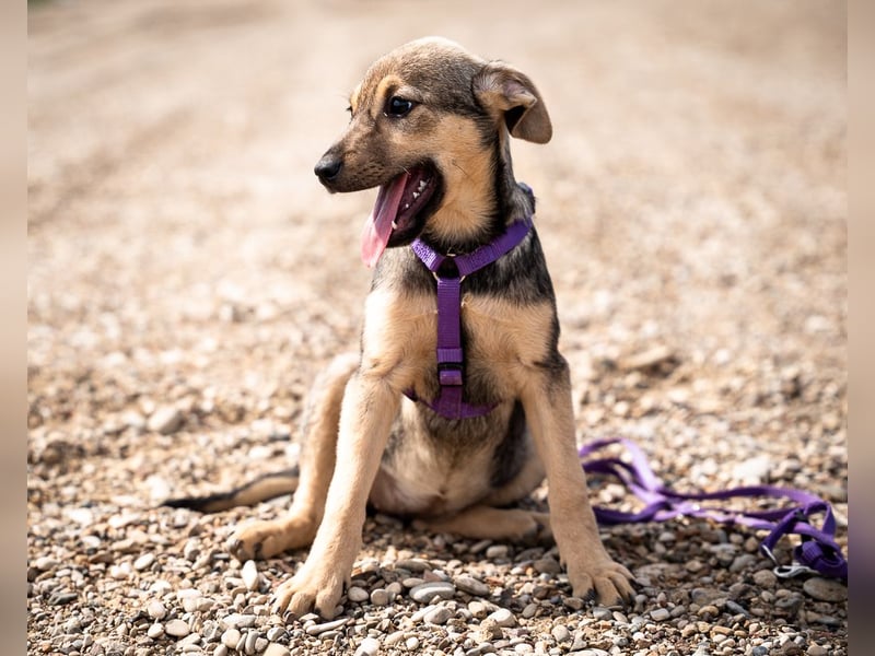 Galina sucht ihr Für-Immer-Zuhause!