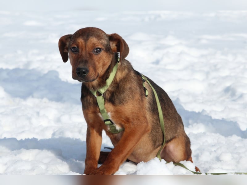 Jando möchte sein Herz verschenken...