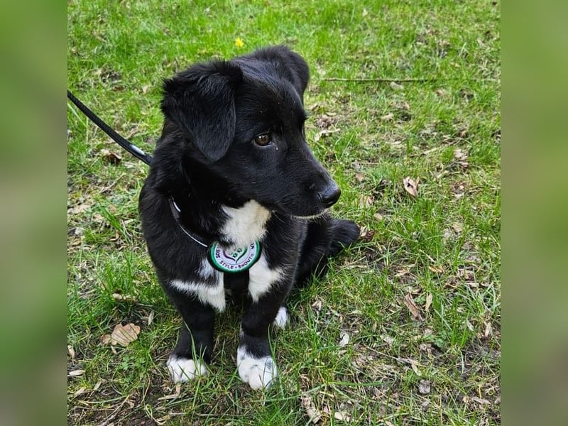 Mendo Herzenshund sucht sein Für-Immer-Zuhause