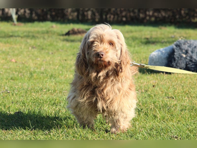 Sir Henry unser kleiner Chameur...