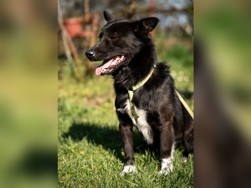 Merino – ein Lächeln, das Herzen öffnet