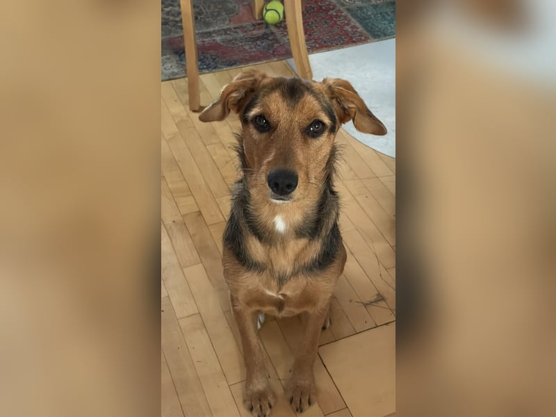 Laika sucht ihren Seelenverwandten...