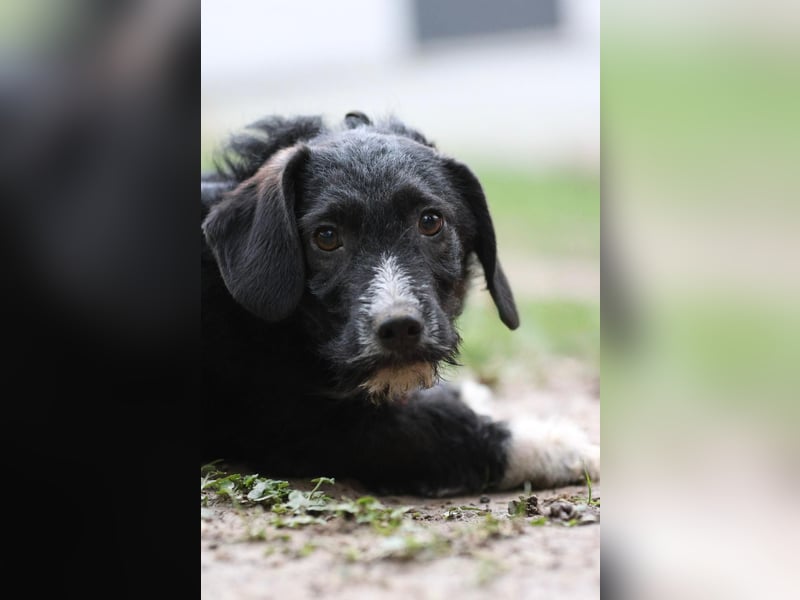 Yasko sucht liebevolle Familie....