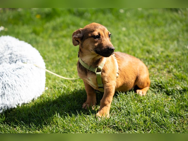 Mikado möchte endlich ankommen....