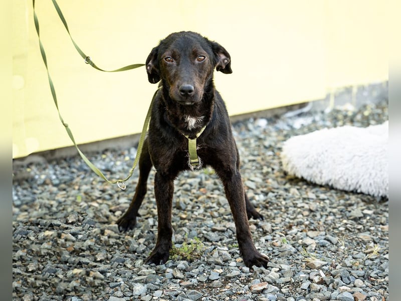 Taro sucht liebevolle Familie...
